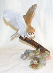 Picture of Barn Owl