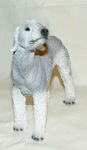 Picture of Bedlington terrier Dog