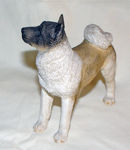 Picture of Akita Dog