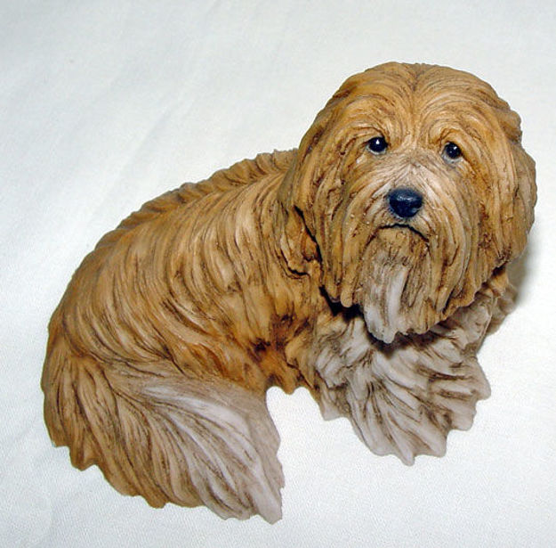 Picture of Tibetan Terrier Dog