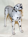 Picture of Dog - Dalmata