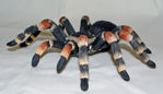 Picture of Mexican Tarantula