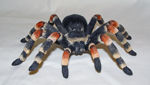 Picture of Mexican Tarantula