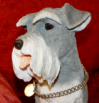 Picture of Schnauzer