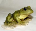 Picture of Frog