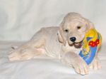 Picture of Honey - Golden Retriever with Shoe